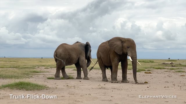 Trunk-Flick-Down. Context: Advertisement & Attraction  (1)