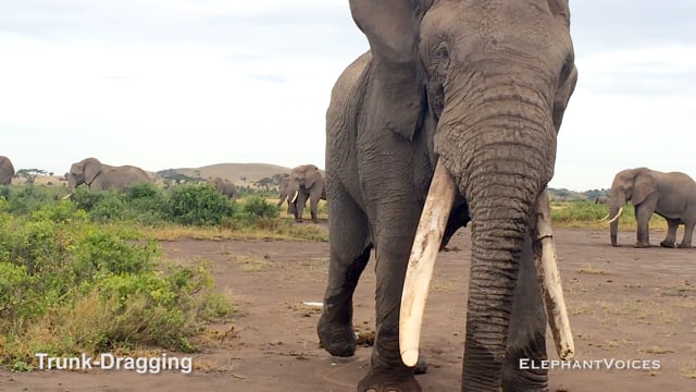 Trunk-Dragging. Context: Advertisement & Attraction (3)
