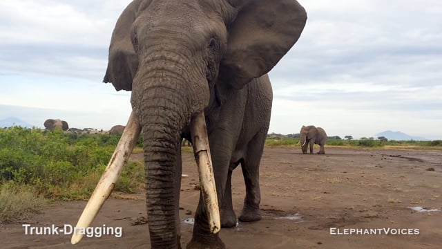 Trunk-Dragging. Context: Advertisement & Attraction (4)