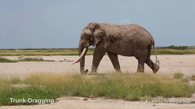 Trunk-Dragging. Context: Courtship (1)
