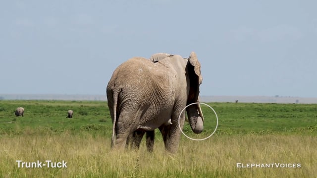 Trunk-Tuck. Context: Movement Space and Leadership (1)