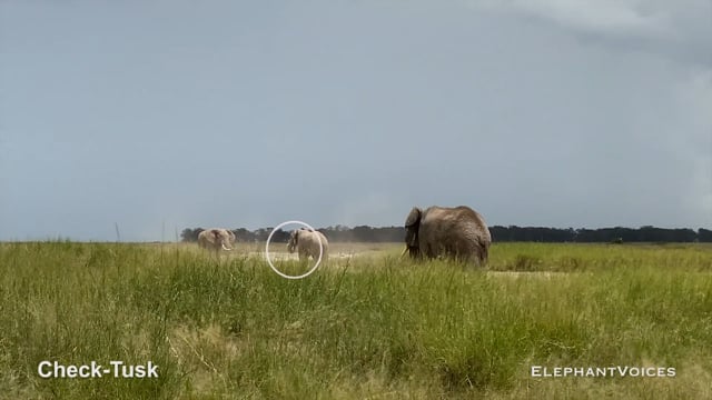 Check-Tusk. Context: Aggressive (2)