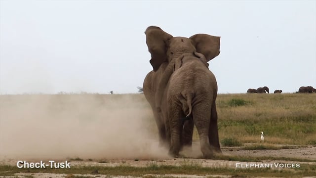 Check-Tusk. Context: Aggressive (3)
