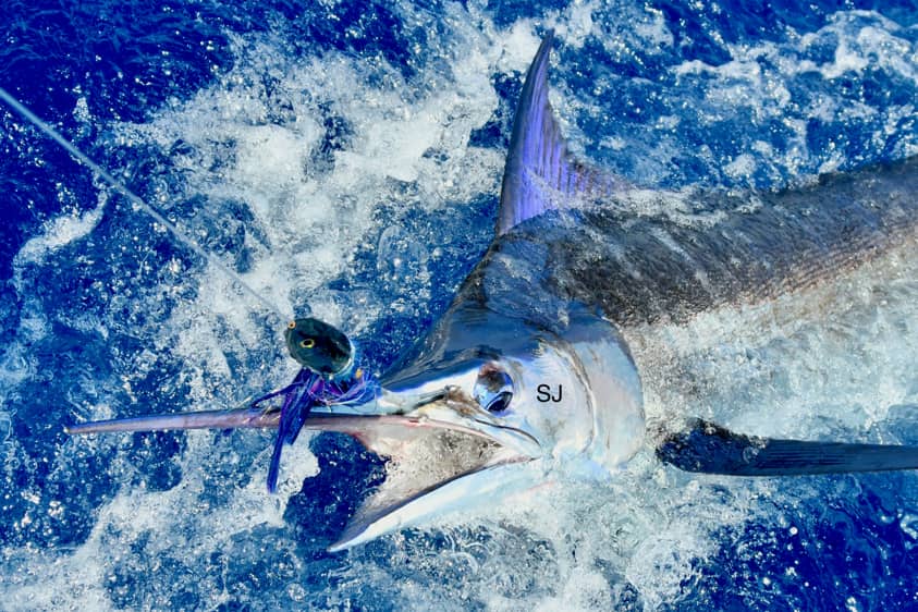 石垣島トローリング カジキ釣り 泳がせ釣り ジギング Skipjack石垣島