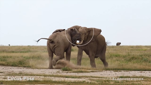 Circus-Pose. Context: Aggressive (2)