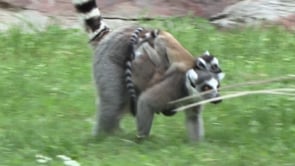 New Lemur Twin Boys at Zoo