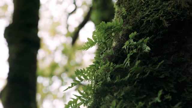 The Seed - Inspirational Short Film( my edit)