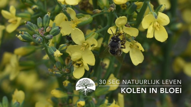 30 sec Natuurlijk Leven – Kolen in bloei