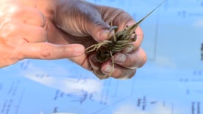 Macroinvertebrate Sampling at the Lake Waco Wetlands