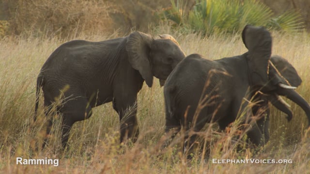 Ramming. Context: Social Play (1)