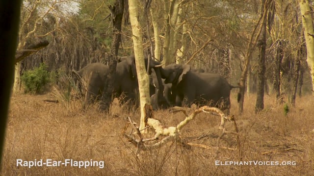 Rapid-Ear-Flapping. Context: Coalition Building (1)