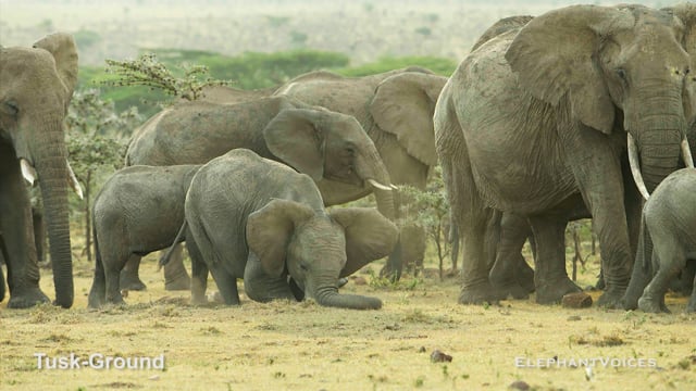 Tusk-Ground. Context: Social Play (1)