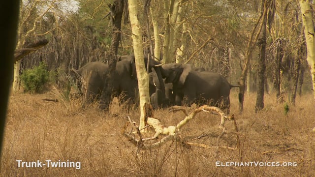 Trunk-Twining. Context: Coalition Building (1)