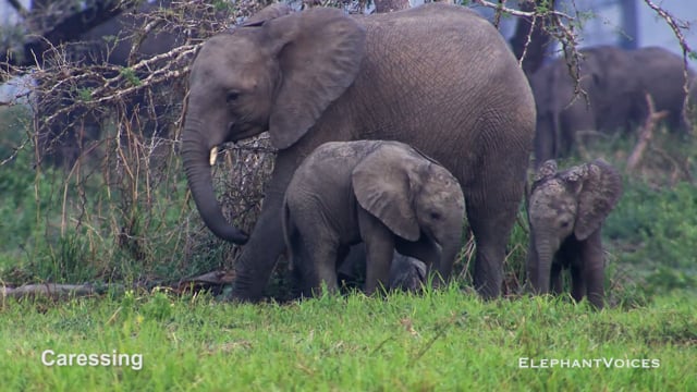 Caressing. Context: Calf Reassurance & Protection (8)