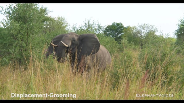 Displacement-Grooming. Context: Conflict & Confrontation (6)
