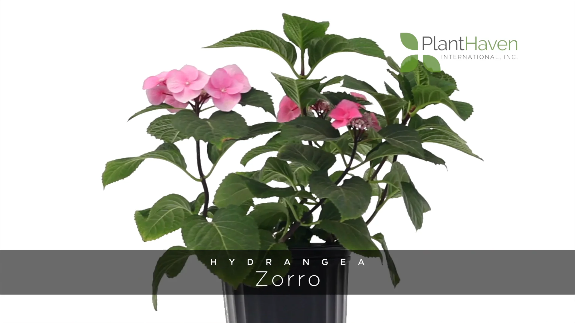 Hydrangea 'Zorro' - PlantHaven International