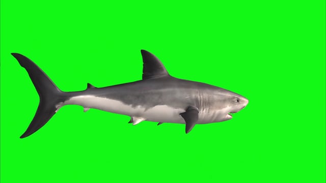 1+ kostenlose Haiflosse und Hai-Bilder - Pixabay