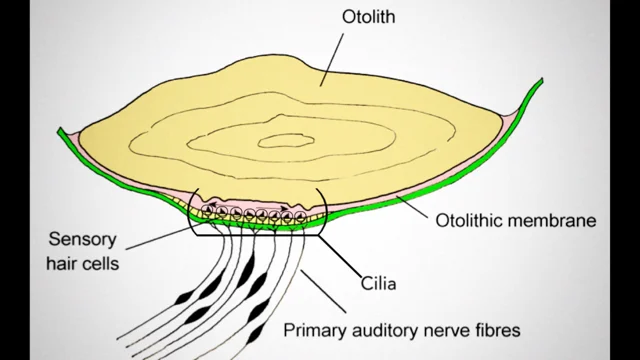 How is sound used to locate fish? – Discovery of Sound in the Sea