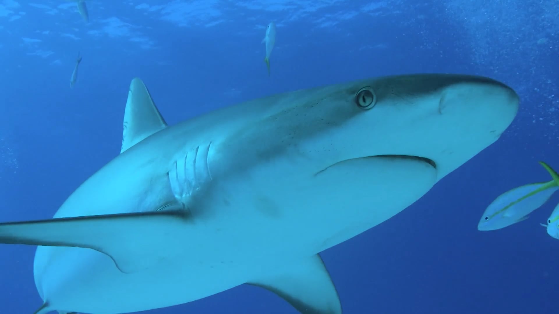 Swimming With Sharks and Atlantis Intro