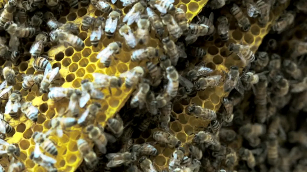 Bee Yard 3 on Vimeo