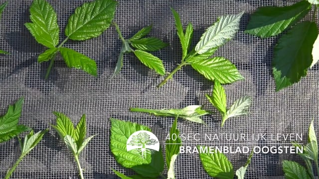 40 sec Natuurlijk Leven – Bramenblad oogsten