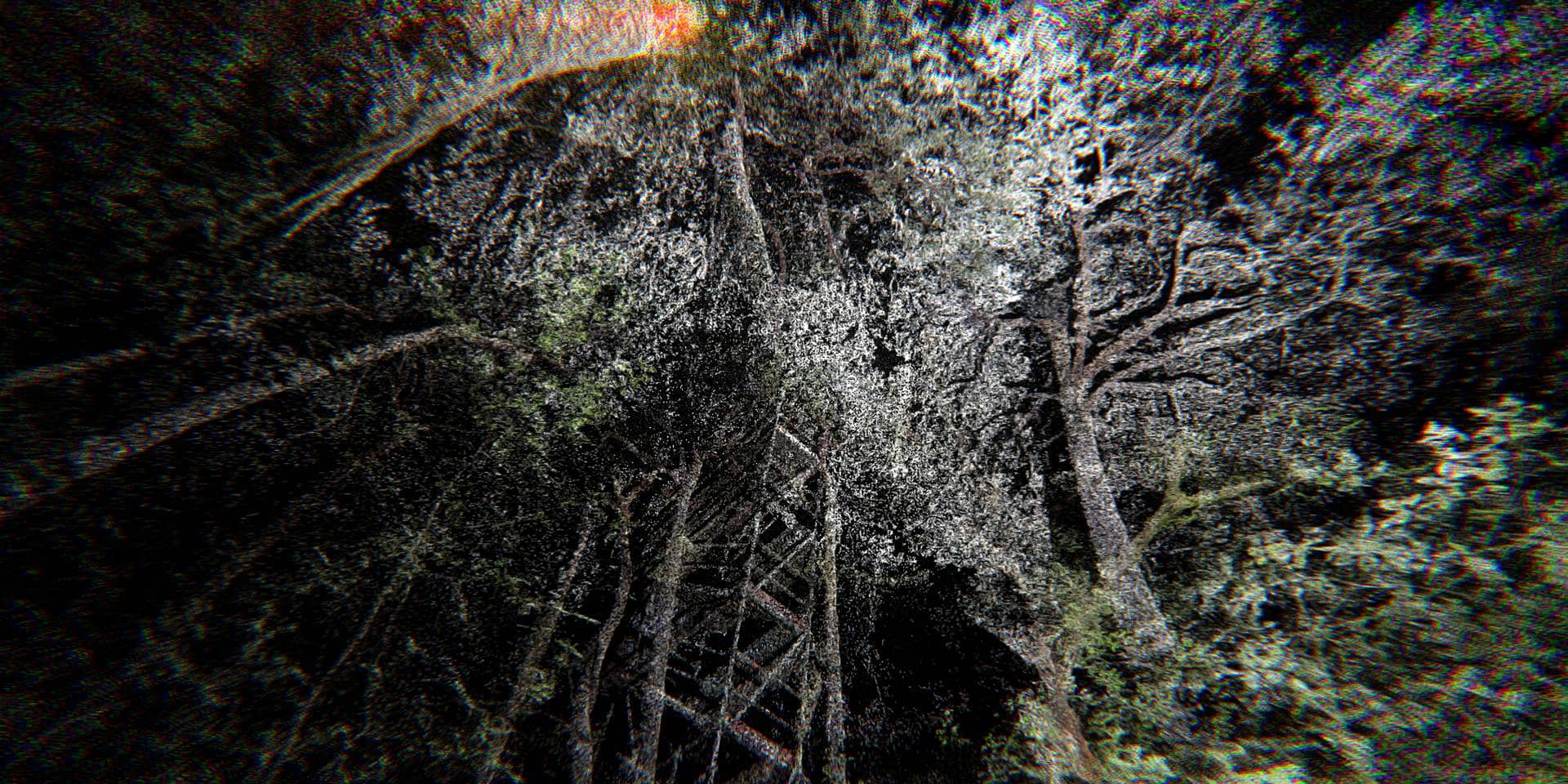 Atmospheric Forest. Rasa Smite, Raitis Smits, 2020 on Vimeo