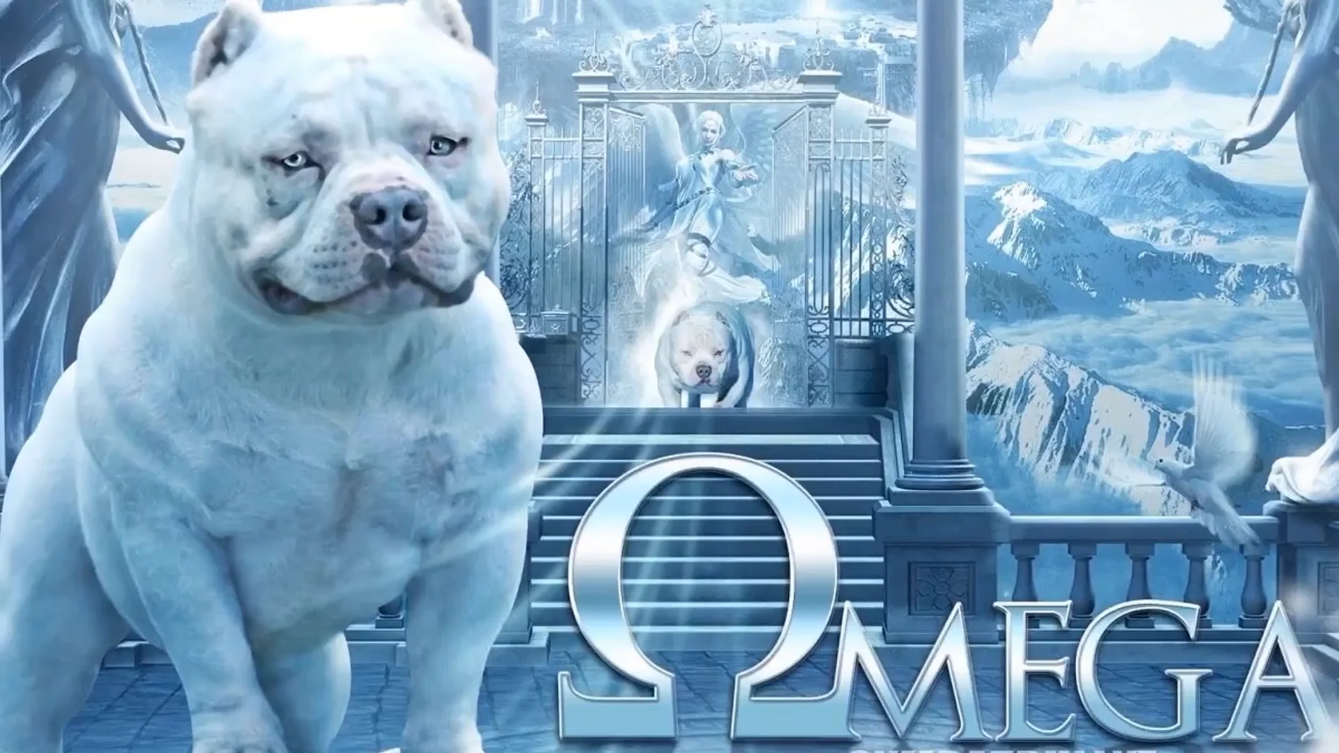 American bully hot sale omega