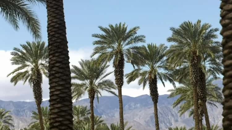 Date Palms - Oasis Date Gardens®