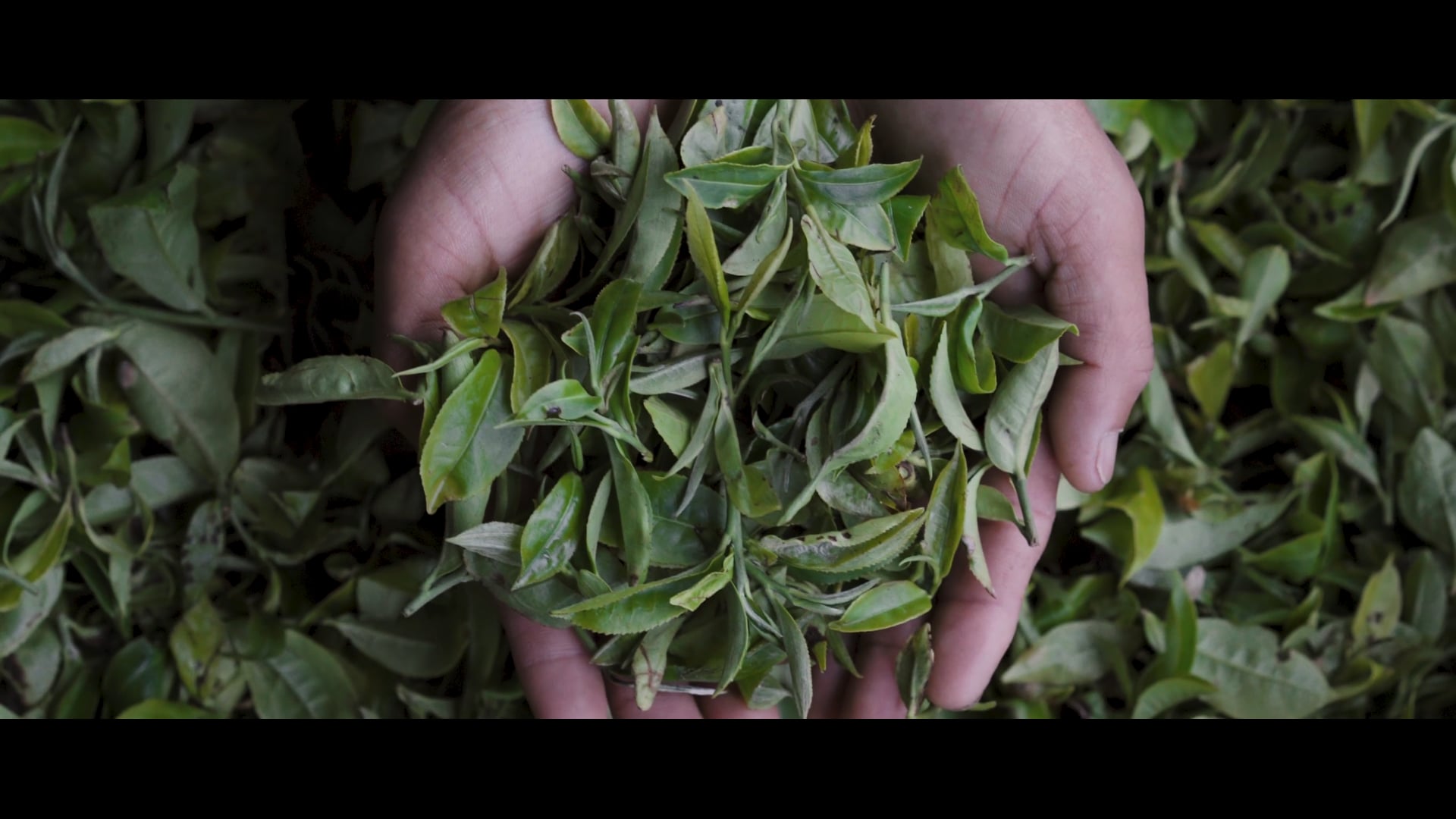 TWG Tea Origin Story: Darjeeling - Land of Thunder T1-T29