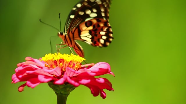 Modelage d'un petit papillon - Vidéo Dailymotion