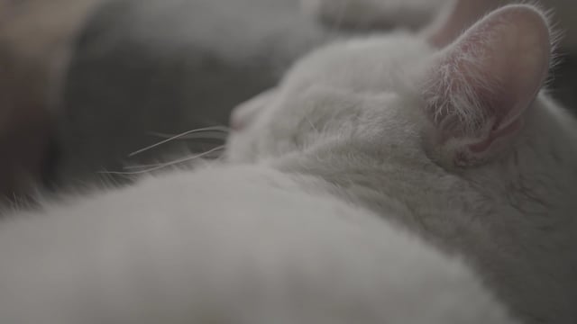 99,506 Cat Videos, Royalty-free Stock Cat Footage