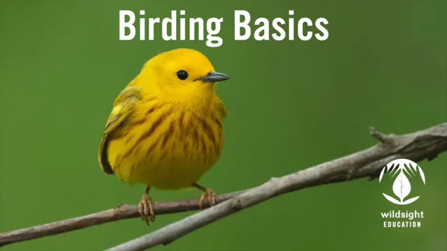 How to Draw a Bird – Wildsight