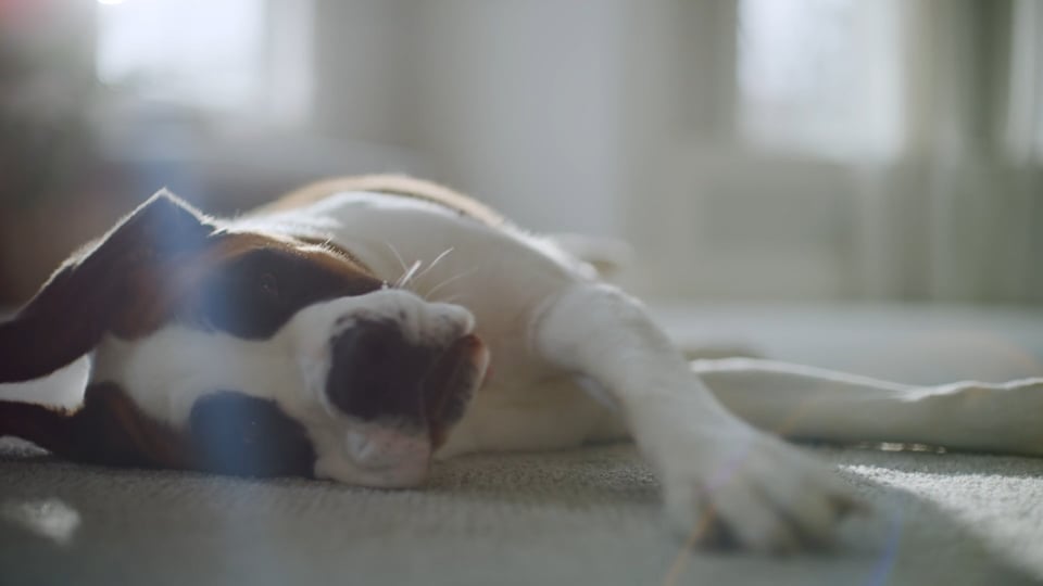 Carpet One Spokesdog "Chilling"