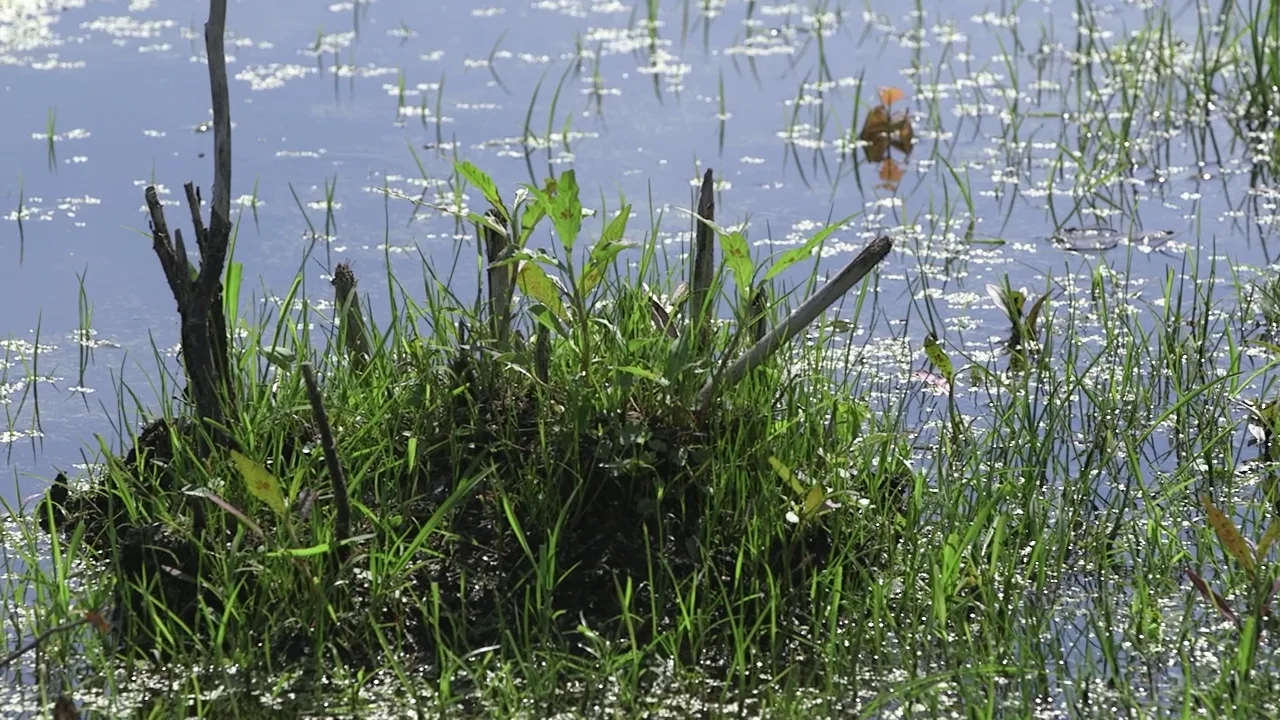 Bogs and fens  Wisconsin Wetlands Association