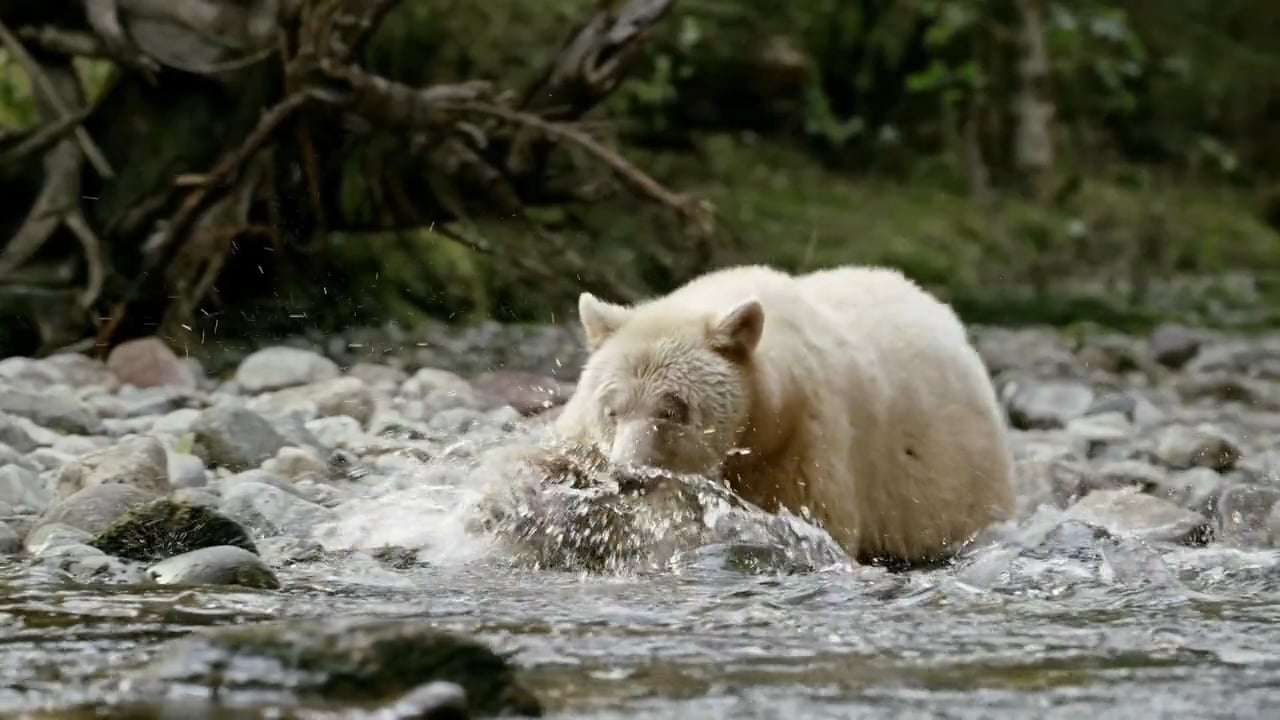 Great Bear Rainforest Trailer on Vimeo