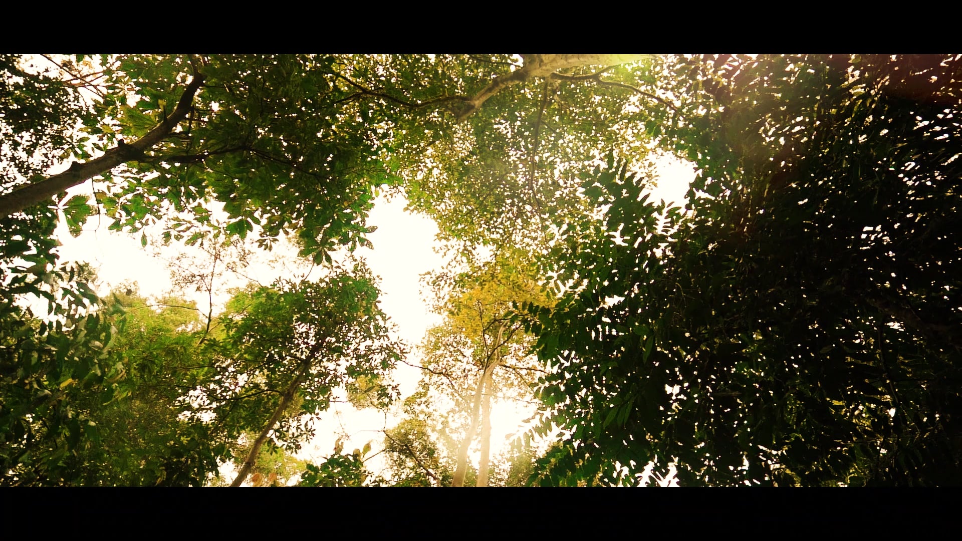 Love nature, Live Freehold Forett @Bukit Timah