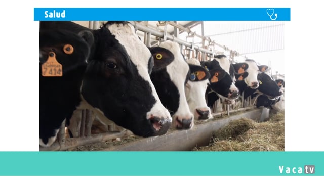 Monitorización do rabaño para optimizar a produción e mellorar o benestar dos animais