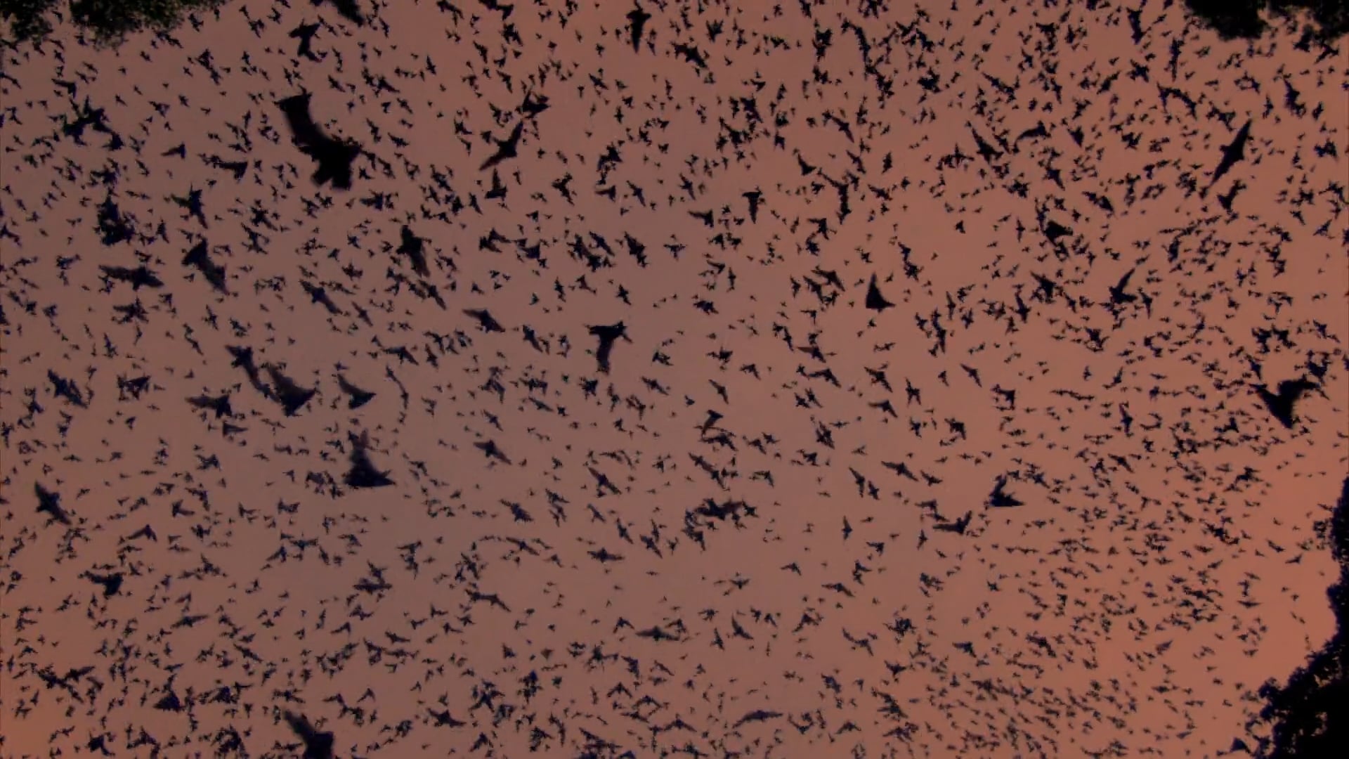 'The Bat Man of Mexico' Narrated by David Attenborough: The Bat Volcano Of Calakmul