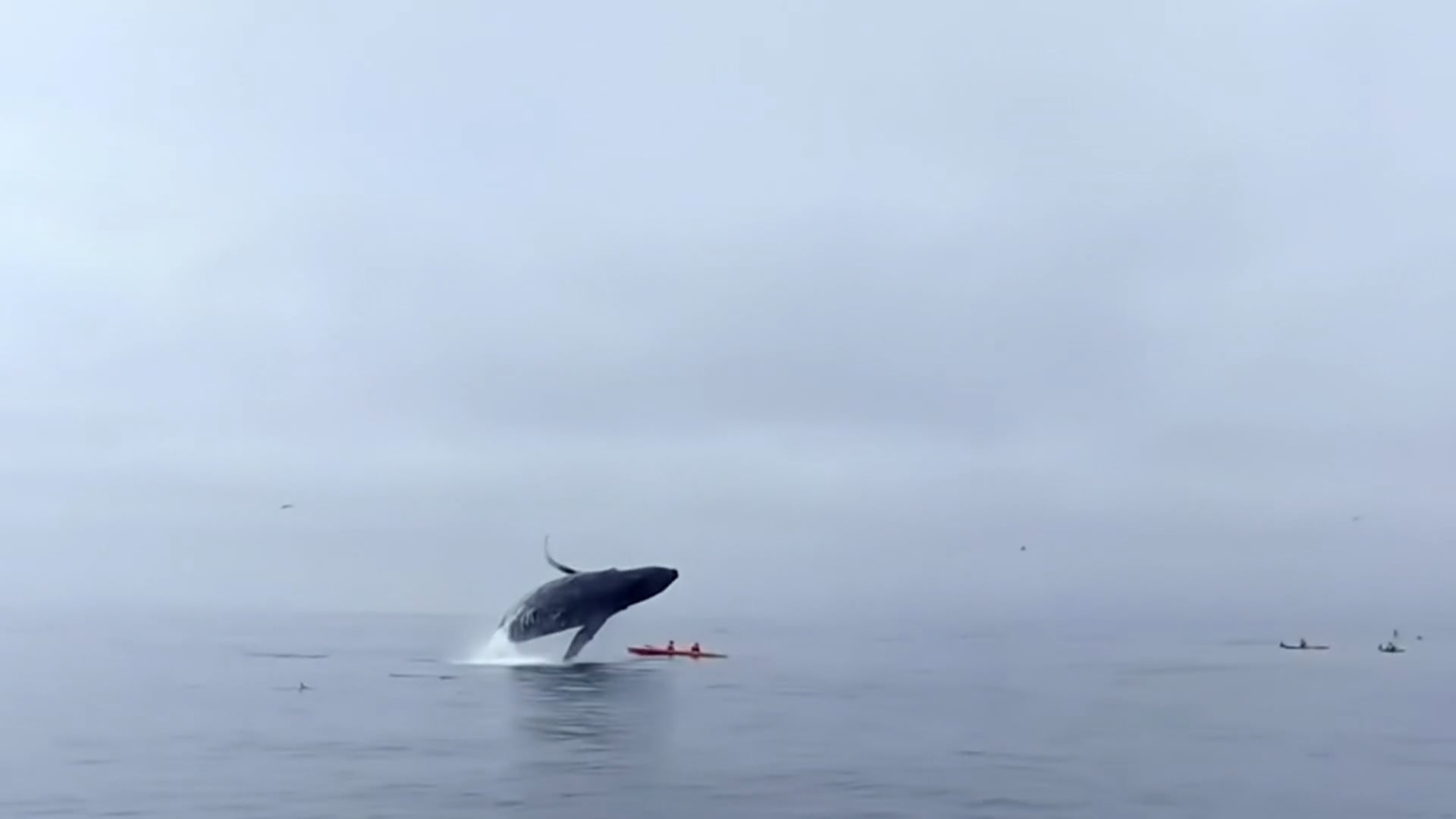 BBC Humpback Whales - A Detective Story