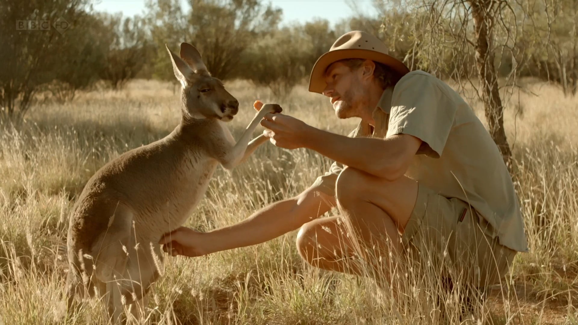 BBC Kangaroo Dundee narrated by Juliet Stevenson, Part 2 ( (Winner Jackson Hole, 2x Winner Montana, Nominee Grierson Award)
