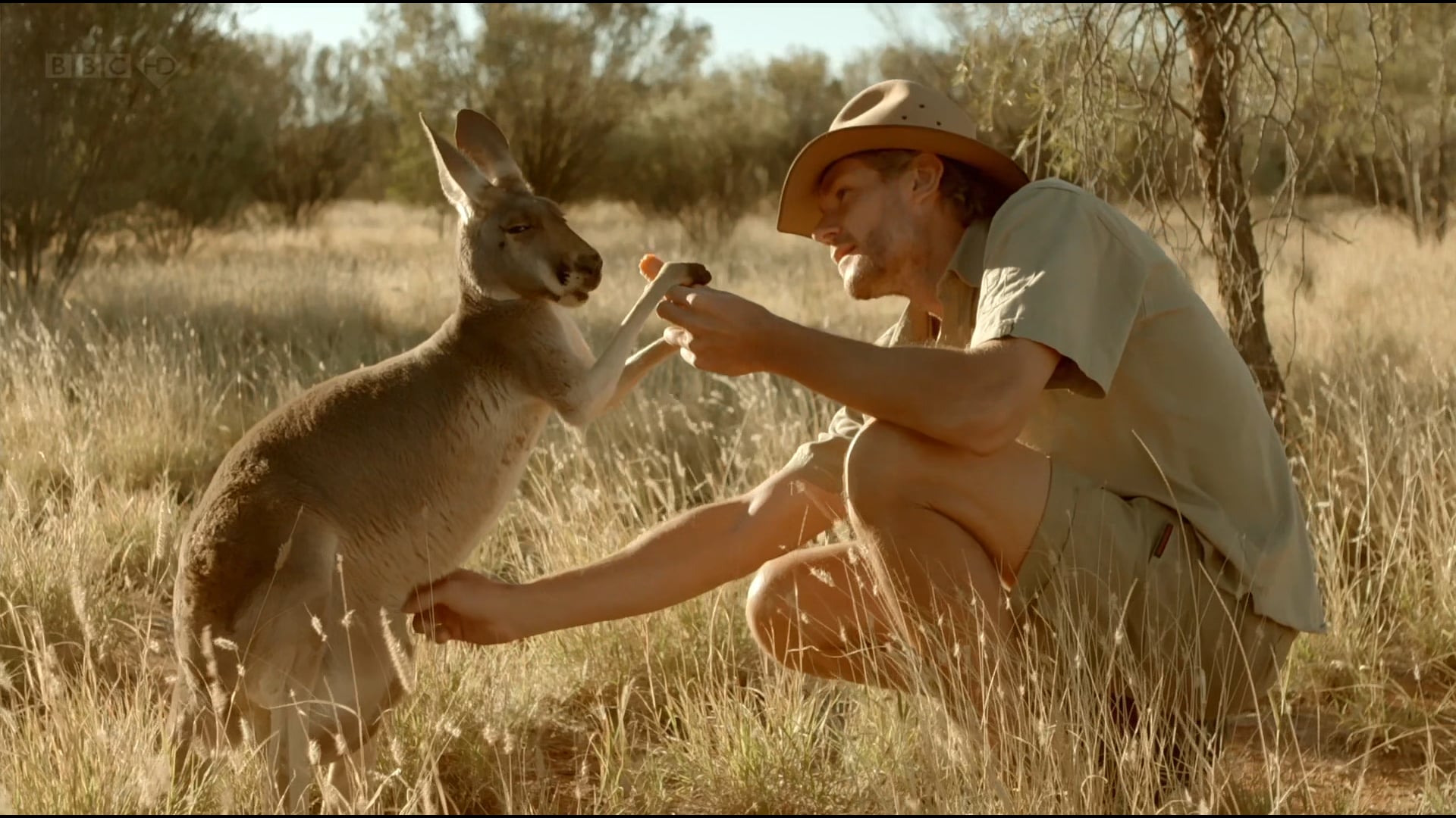 BBC Kangaroo Dundee narrated by Juliet Stevenson, Part 2 ( (Winner Jackson Hole, 2x Winner Montana, Nominee Grierson Award)