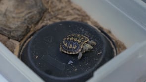 New Baby Turtles at the Zoo