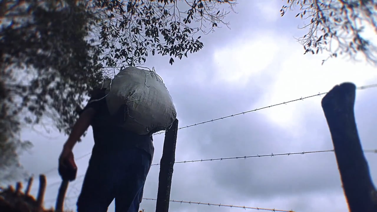 La flor, camino al triunfo