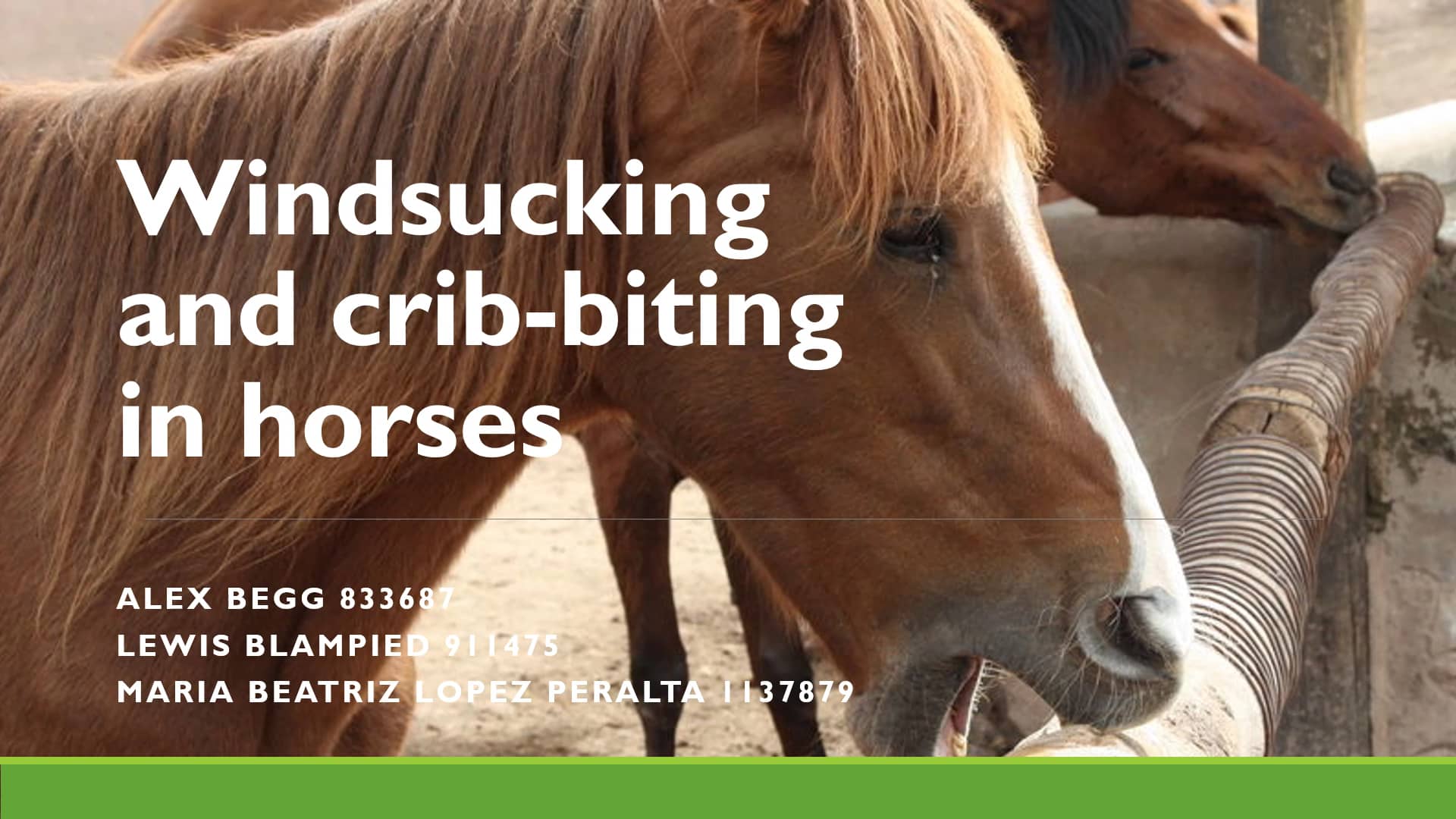 Activity 3 Windsucking and Cribbiting on Vimeo