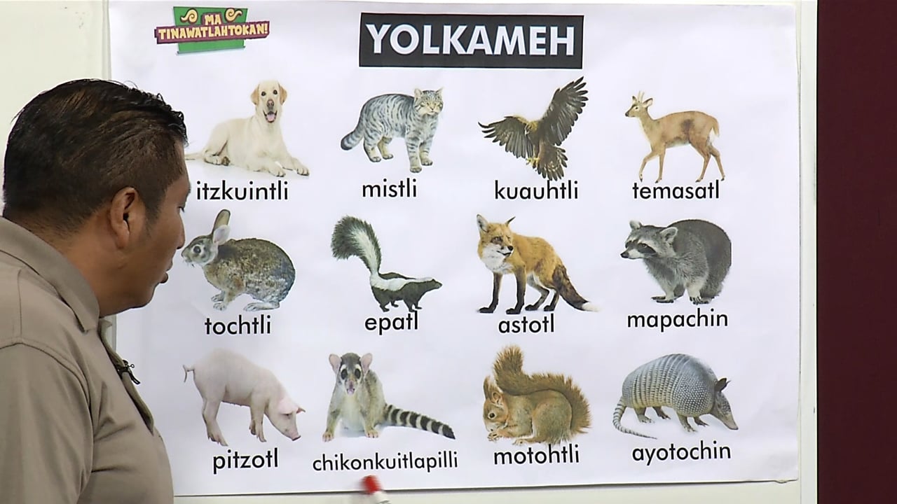 Animales