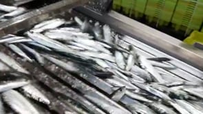 Un dia de pesca amb Josep Lluís Sureda