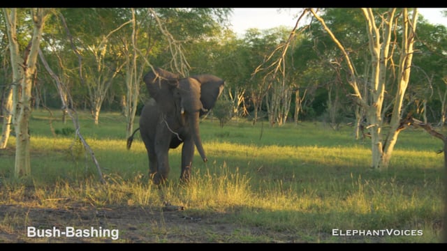 Bush-Bashing. Context: Attacking & Mobbing (2)