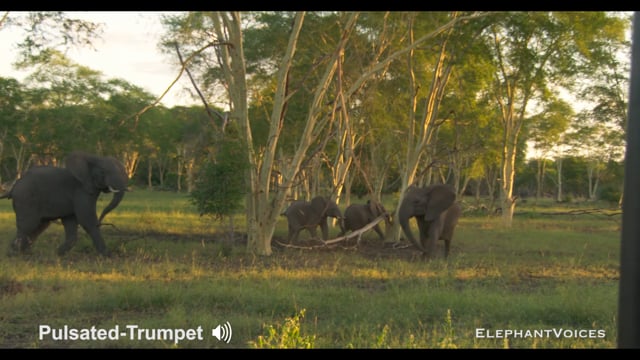 Pulsated-Trumpet. Context: Attacking & Mobbing (2)