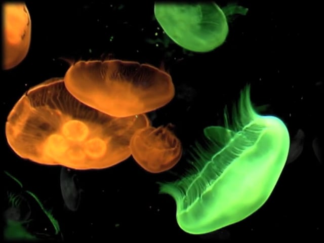 The age of aquarium - meduse waltz