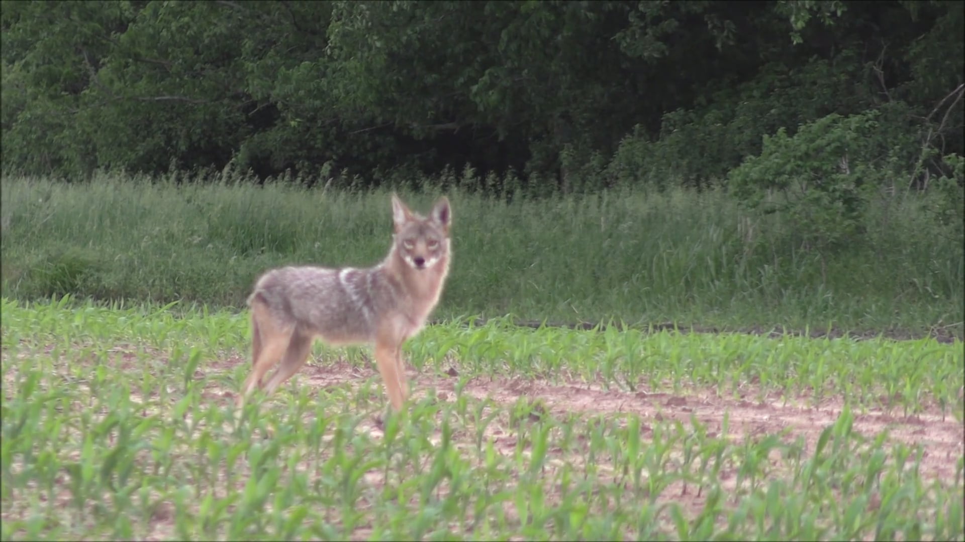 tips-on-how-to-use-the-dead-eye-tripod-to-kill-more-coyotes-on-vimeo